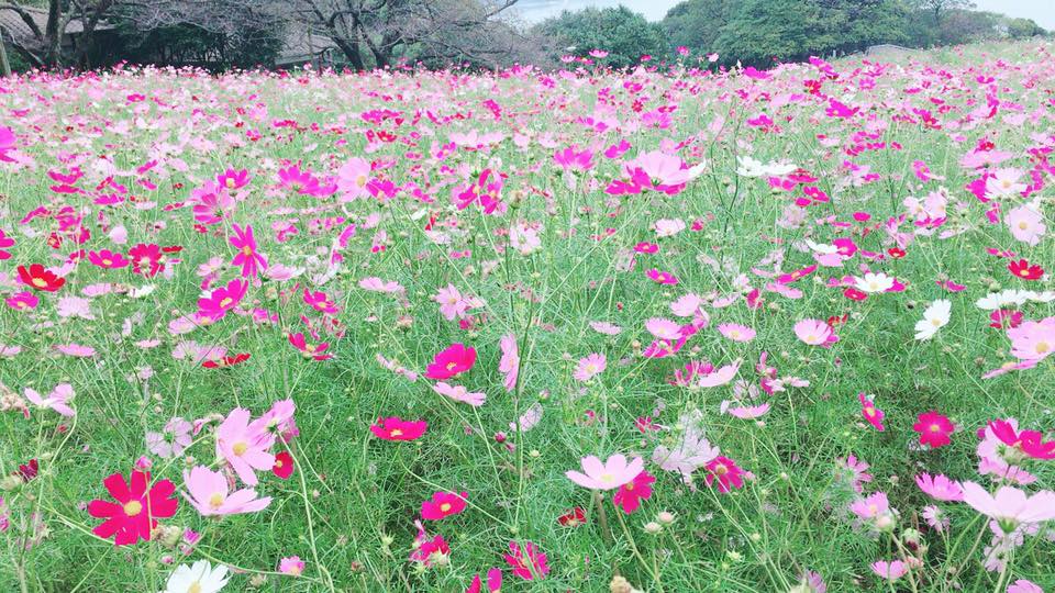 まるで 博多のハワイ 福岡市街から日帰りで行ける離島 能古島 の魅力とは Reno Ve