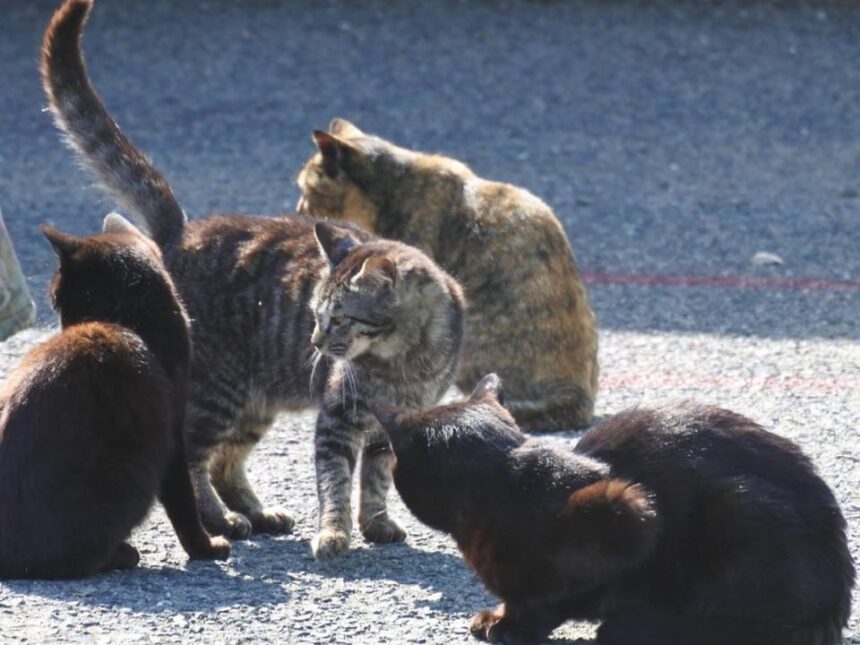 世界6大猫スポット 福岡県相島は100匹の猫が暮らすまさに 猫島 Reno Ve