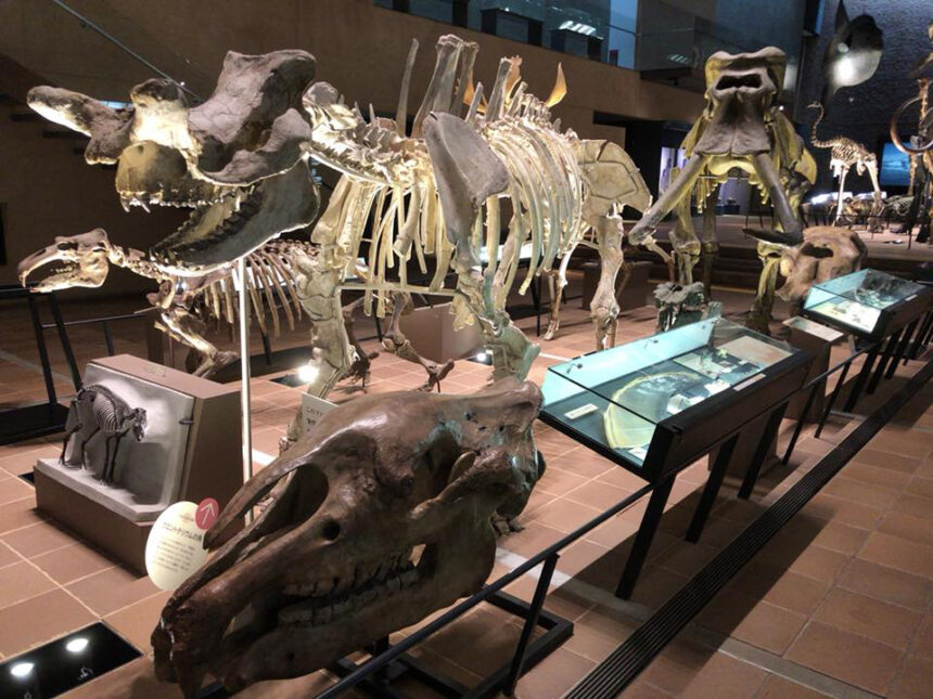 生命の進化や人の歴史がテーマの博物館 いのちのたび博物館 が面白い Reno Ve